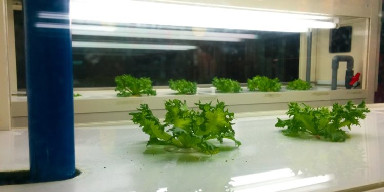 Salate auf einer künstlichen Salatplantage
