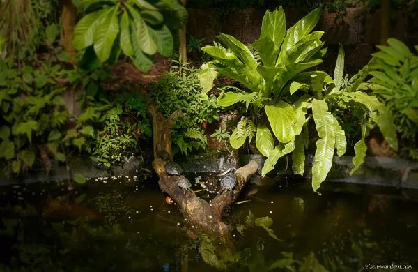 Bild: Schildkröten im Tropenhaus im Botanischen Garten Amsterdam