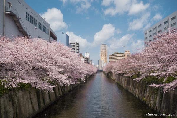Meguro River mit Kirschbäumen