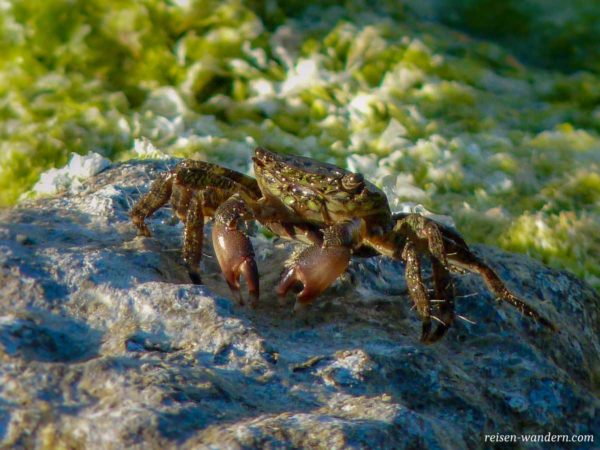 Krabbe am Strand von Agrigent