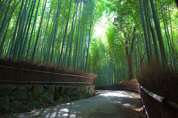Bambus Wald in Arashiyama