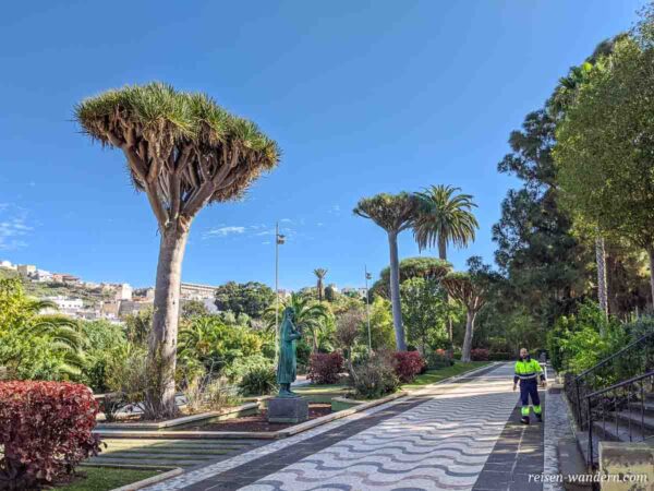 Parque Municipal mit Drachenbäumen in Arucas