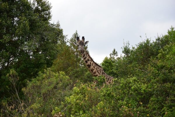 Eine Giraffe schaut aus dem Dickicht