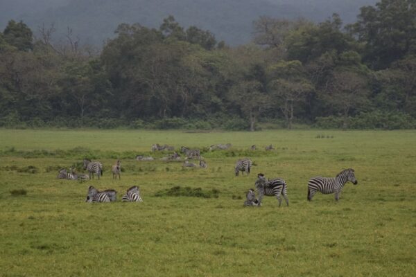 Eine Zebra-Herde steht auf einer Wiese